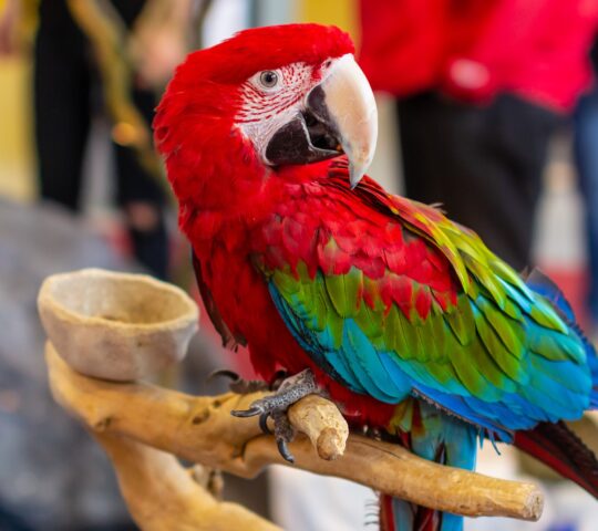 Veterinario Exóticos – Vivaria Clínica Veterinaria