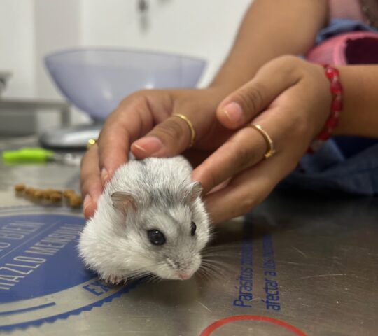 Veterinario La Salle