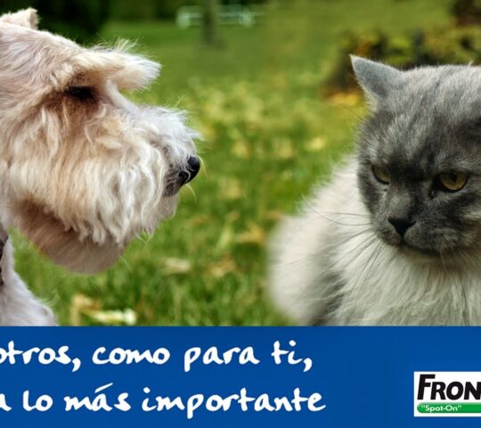 Veterinary Center Abodi