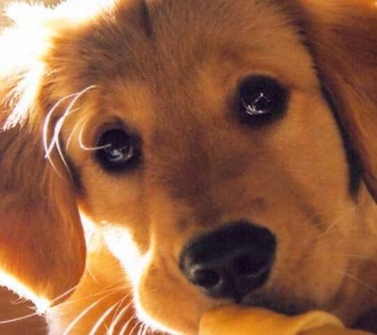 Veterinary Center Medican