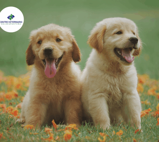 Veterinary Center Valdespartera