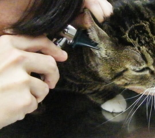 Veterinary Clinic Dirus Veterinary Clinic Dirus