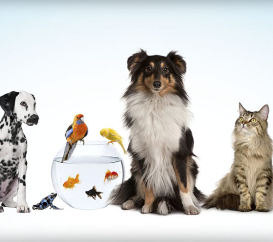 Veterinary Clinic La Calzada