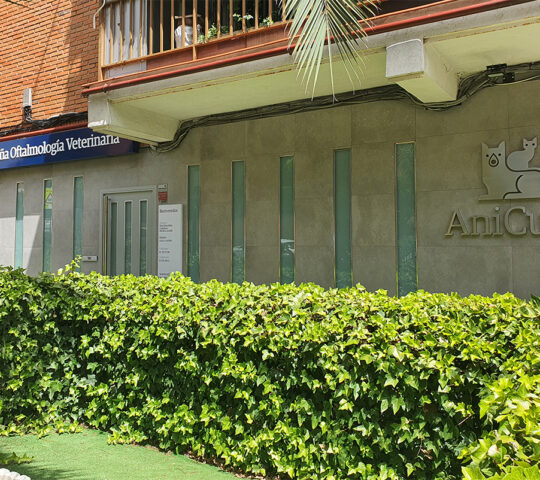Veterinary Clinic Ophthalmological Ocaña