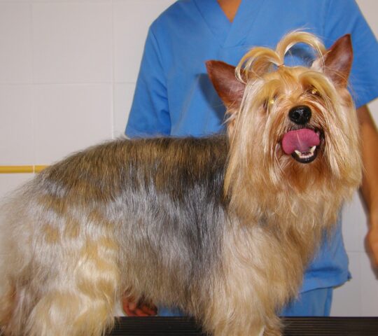 Veterinary Clinic San Anton