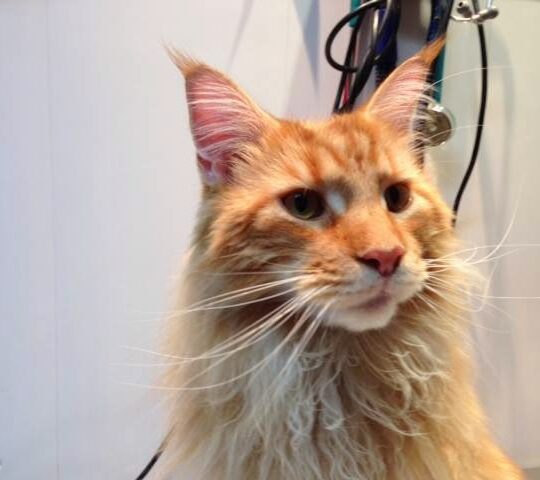 Veterinary Clinic Surbatán