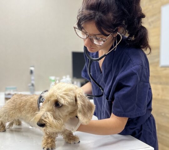 Veterinary Clinic Veterinaria del Mar – Sicilia