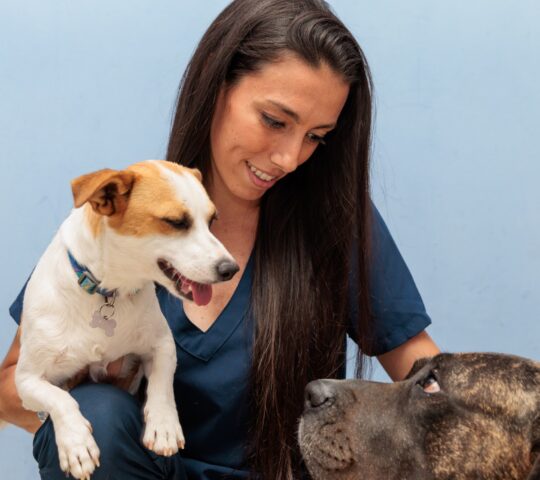 Veterinary Hospital El Madroñal