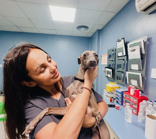 Veterinary Hospital Los Majuelos