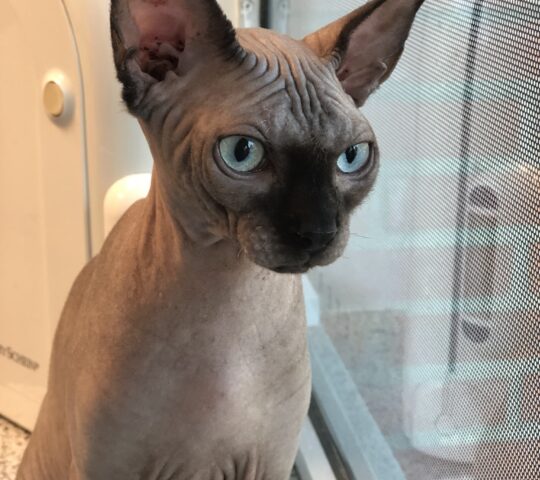 Veterinary clinic Dana Vetersalud