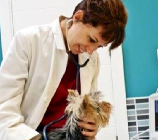 Veterinary clinic dcontreras