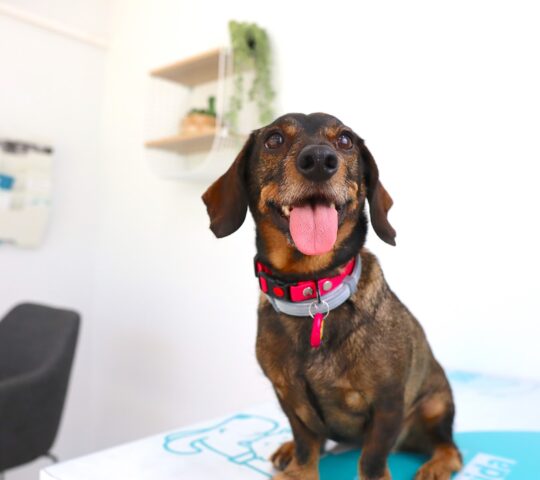 Veteriona Clínica Veterinaria