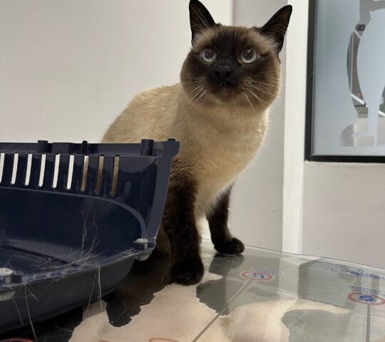 Vets for Pets Veterinaria