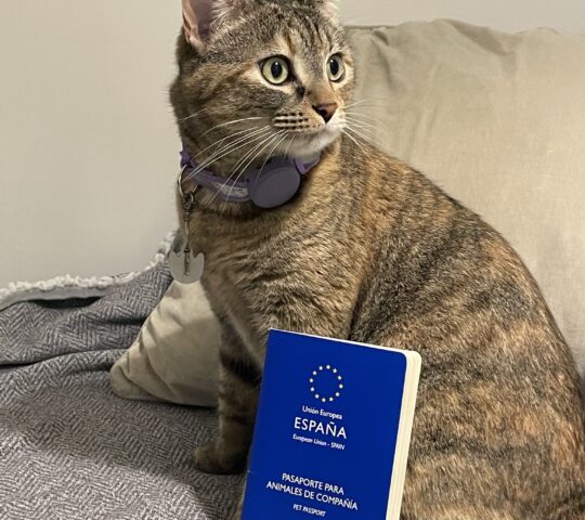 Vets in the City Madrid Vets in the City Madrid