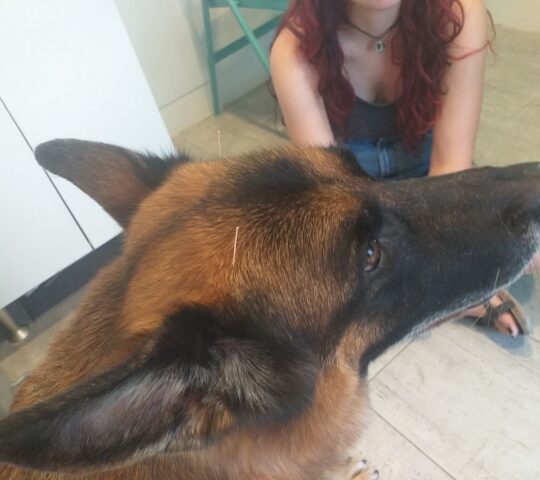 Vetsana. Clínica Veterinaria Natural