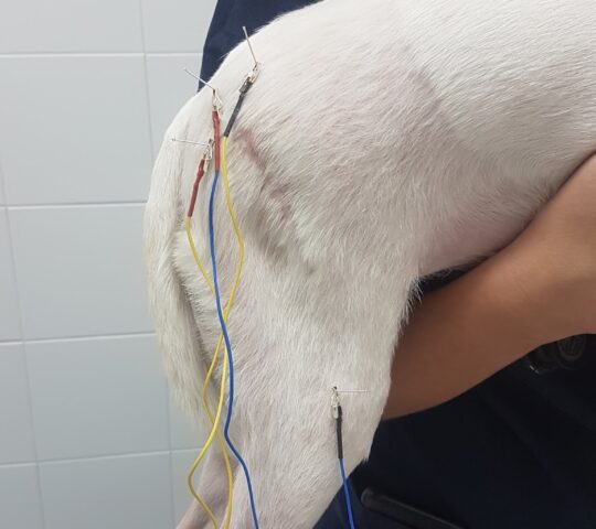 VetySana Acupuntura veterinaria VetySana Acupuntura veterinaria