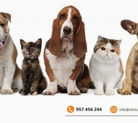 Victoria Veterinary Clinic