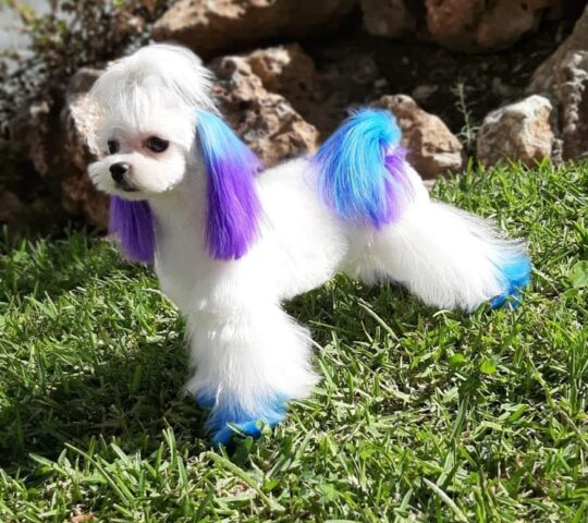 Villarcan Peluquería Canina