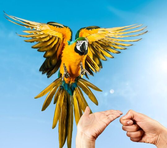 Yolcati · Bienestar animal