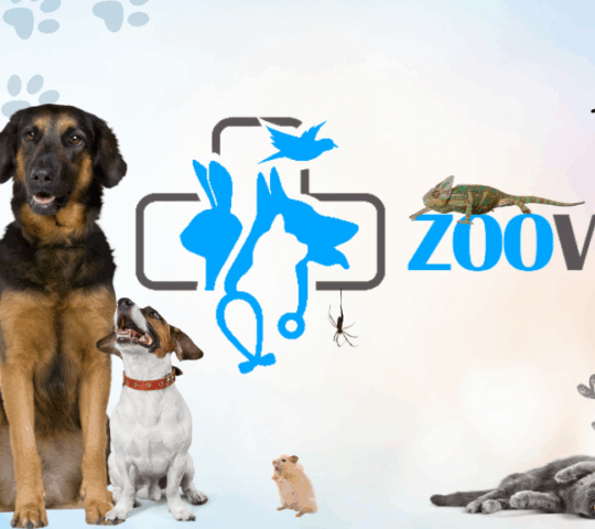 Zoo Vet Clinica Veterinaria Tarragona