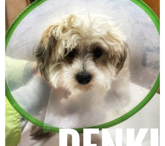 Zumakerako Albaitaritza Zumakerako Albaitaritza