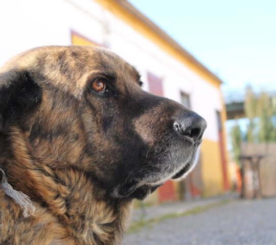 el veterinario en casa.domicilios La Chana