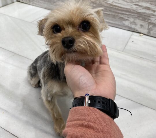 kiku Peluqueria Canina SL